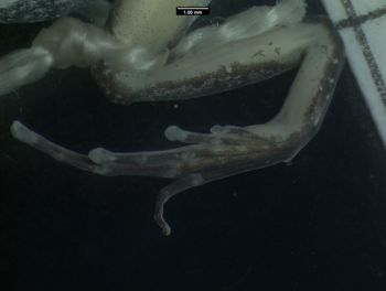 Media type: image;   Herpetology A-138128